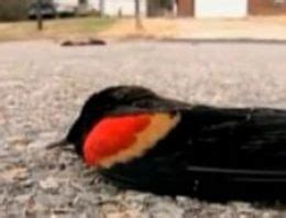 K­u­ş­l­a­r­ı­n­ ­ö­l­ü­m­ ­s­e­b­e­b­i­ ­ç­a­r­p­m­a­ ­-­ ­D­ü­n­y­a­ ­H­a­b­e­r­l­e­r­i­